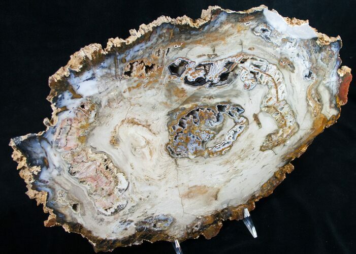 Spectacular Hubbard Basin Petrified Wood Slab - x #9509